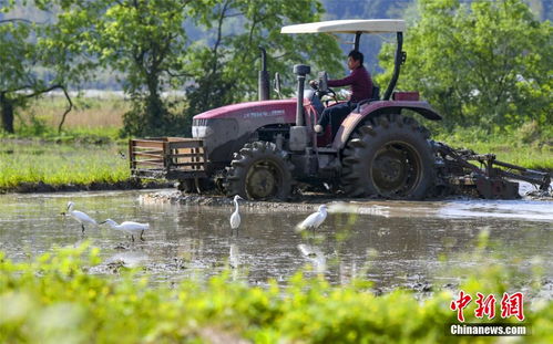 江西新余 群鹭和谐伴春耕，科技兴农生态美